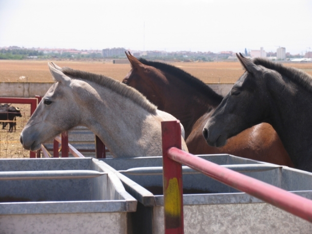  the horses on the farm 